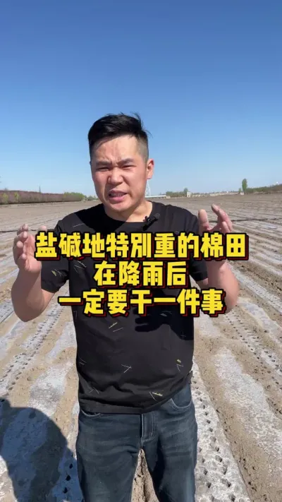 盐碱地特别重的棉田，在降雨后一定要干一件事！ #棉花种植专家讲座 #棉花种植技术 #关注我每天分享种植小妙招 @抖音小助手