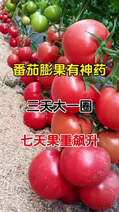 番茄膨大快，就是产量高，不空不裂不畸形，邻居都羡慕你家产量#果实膨大秘方 #膨大果实 #番茄种植