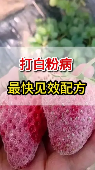 草莓白粉病，这一瓶一壶水搞定，快速脱粉没有残留#草莓🍓 #抖音助农 #草莓种植 #草莓季