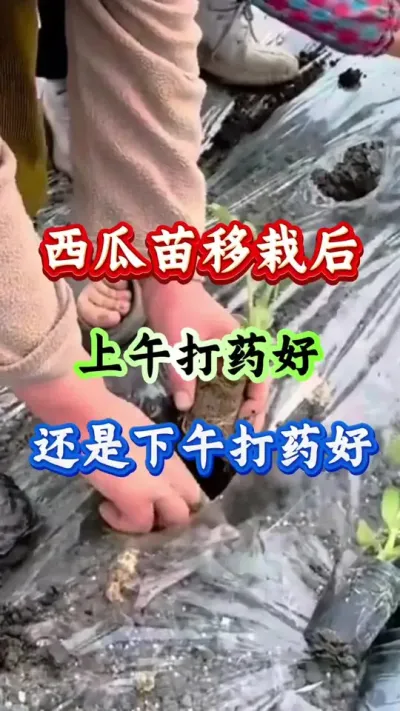 西瓜苗移栽后是上午打药好还是下午打药好#西瓜 #西瓜种植 #西瓜管理#西瓜高产#病害防治