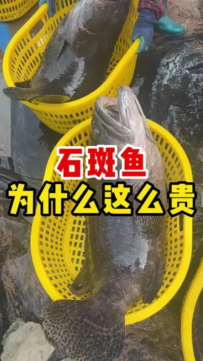 石斑鱼为什么这么贵 #石斑鱼 #养殖 #养殖场专用 #水产养殖 #热点宝 @抖加🔥上热门🔥dou+🔥热点宝