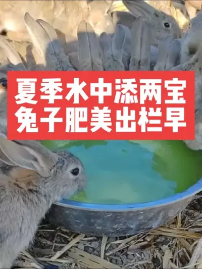 夏季水中添两宝，兔子肥美出栏早 #三农#养殖#兔子#养兔子#养兔人