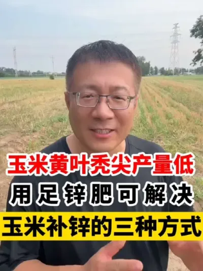 玉米用足锌肥产量高，玉米黄叶秃尖花粒产量低，玉米补锌是关键！ #玉米种植 #玉米高产种植技术 #玉米种植大户 #玉米种植技术 #分享农业知识帮农民增产增收