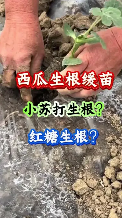 西瓜生根 小苏打生根好还是红糖生根好#西瓜种植 #西瓜管理#西瓜生根#生根壮苗