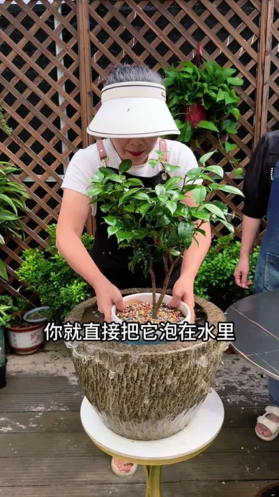 养茶花的三个关键点，你一定要牢记#茶花#爱生活爱养花 #花卉绿植