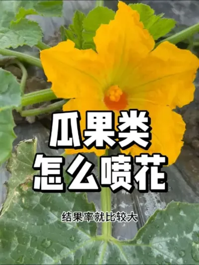 瓜果作物怎么喷花，如何提高坐果率 #蔬菜种植