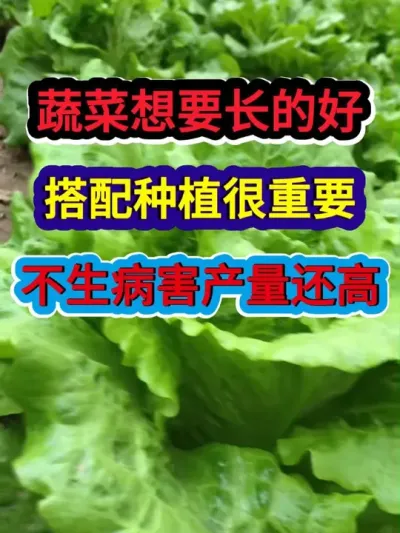 蔬菜想要长的好搭配种植很重要不生病害产量还高 #蔬菜种植 #农业种植 #种植小技巧 #三农 #服务三农支持三农
