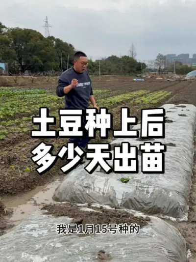 土豆种上后多少天可以出苗 #农业种植 #种植 #种菜 #三农
