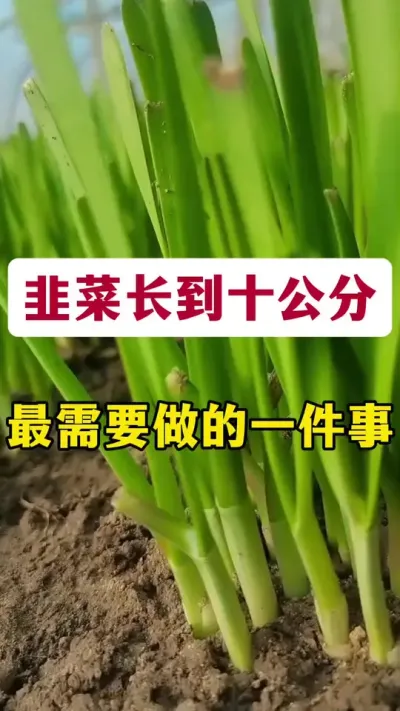 韭菜长到十公分，最需要做的一件事。#韭菜种植 #韭菜管理 #韭菜高产 #韭菜变粗的秘诀 #种韭菜