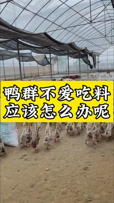 鸭群不爱吃料，应该怎么办呢#每天分享养殖技术和经验 #肉鸭养殖 #禽病技术指导 #疾病预防 #养鸭人