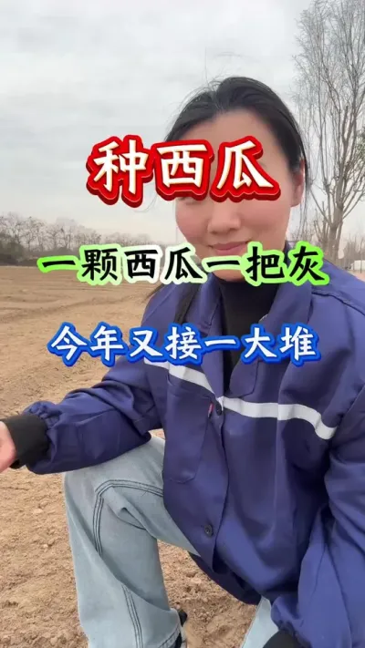 西瓜种植 一棵西瓜一把灰今年又接一大堆#西瓜种植#西瓜管理#种西瓜#西瓜高产