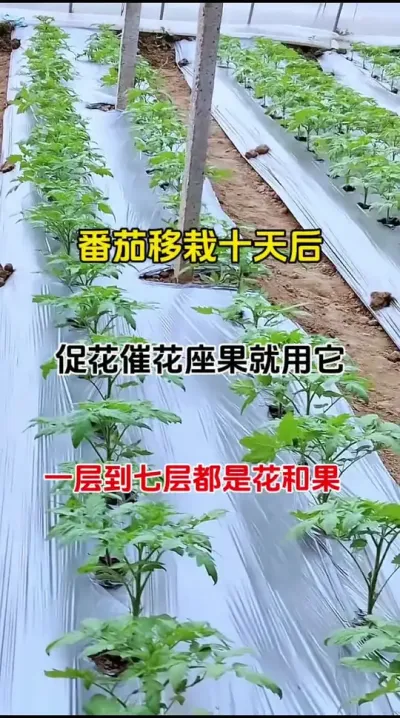 当西红柿移栽十天后，有个重中之重的工作，那就是促进花芽分化，花多才能结果多#西红柿种植 #促花保果 #促进花芽分化 #农业种植