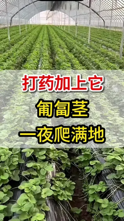 草莓打药加上它，匍匐茎大量抽生满地爬#匍匐茎#一份耕耘一份收获 #三农