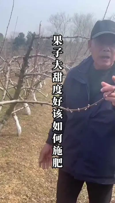 桃树第三次追肥，想要果子大甜度高，必须要看！#桃树用肥 #桃树管理 #桃树种植 #种果树的苏老师