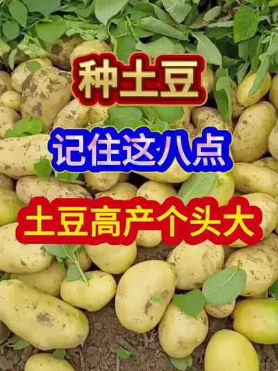 种土豆记住这八点土豆个头大产量高 #土豆种植 #农业种植 #种植小技巧 #三农 #分享农业知识帮农民增产增收