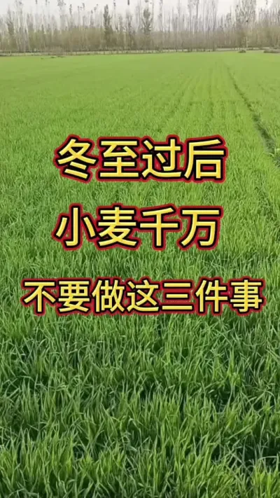 小麦追肥#小麦 #小麦管理 @