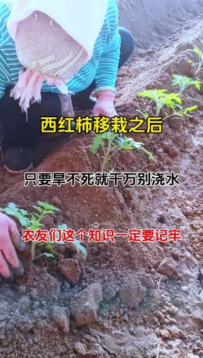 西红柿种植技术分享#番茄种植 #三农种植 #抖音助农