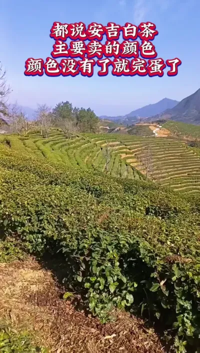 #茶树种植技术与管理 #安吉白茶管理重点#春茶采摘