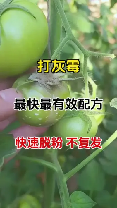 打灰霉最快，最牛配方，番茄，草莓，辣椒，茄子等作物都适用#灰霉病 #番茄灰霉 #农业种植技术