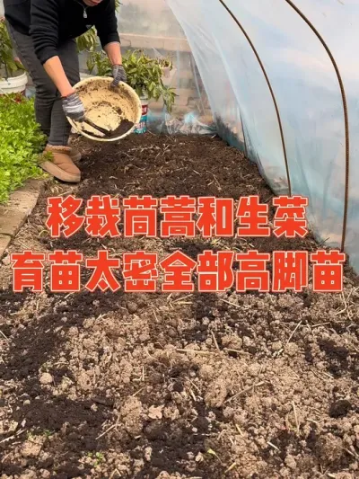上期视频把暖棚菜地都收拾出来了，马不停蹄的要把菜苗移栽进来，有紫叶生菜和奶油生菜还有大小叶茼蒿，都变成高脚苗了，不知道能不能种活呢？#蔬菜种植 #记录真实生活 #种植小技巧 #强迫症治愈系 #我的小菜