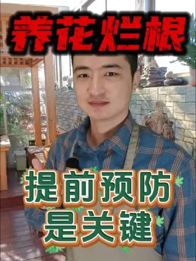 养花烂根提前预防是关键! #养花 #花卉绿植 #防治烂根