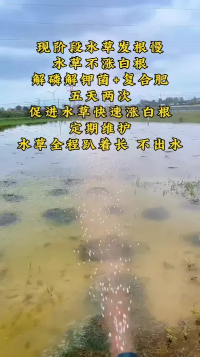 现阶段水草发根慢，不涨根，根本不用担心。#大闸蟹养殖 #河蟹养殖 #螃蟹养殖 #鱼虾蟹养殖 #三农 @DOU+小助手
