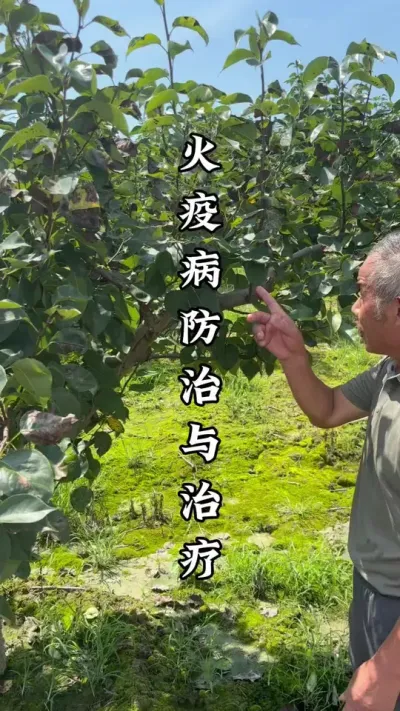 火疫病防治与治疗  #梨树种植 #梨树管理 #来抖音学农技 #春耕农技知识 #田间地头实操干货