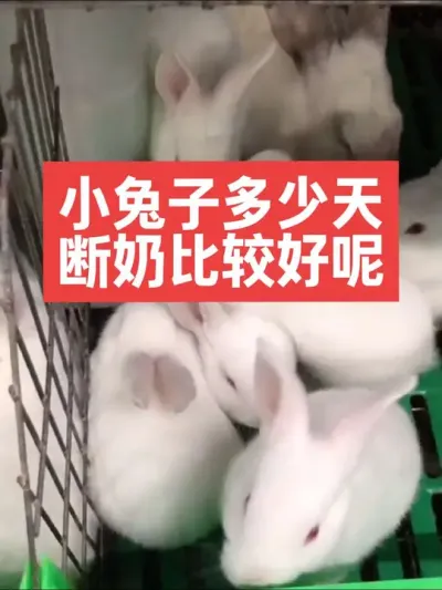 小兔子多少天断奶比较好呢？ #兔子#养殖#三农#养兔子#养兔人