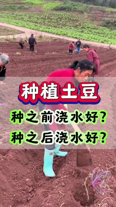 种土豆，种之前浇水好？种以后减水好？#土豆高产种植 #马铃薯 #土豆 #洋芋 #土豆种植