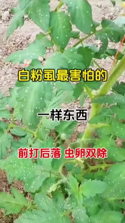 白粉虱最害怕的一样东西，前打后落，虫卵双除#蚜绝虱灭#白粉虱#番茄种植 #虫害防治