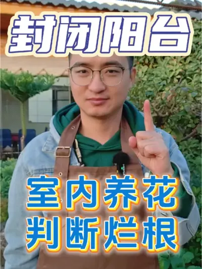 封闭阳台室内养花，如何判断是否烂根？ #养花 #烂根 #防根腐