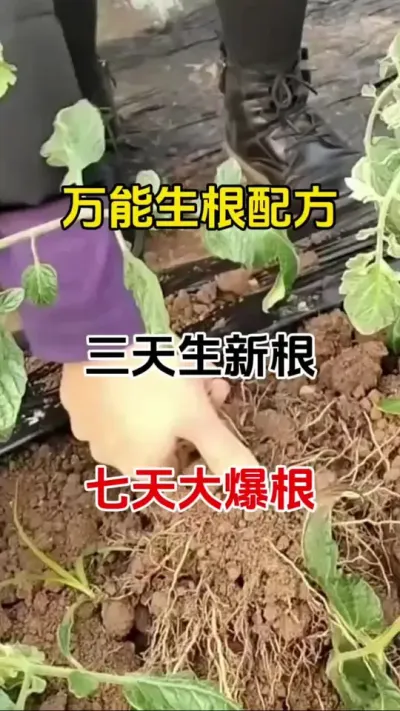无论您是移栽扦插嫁接小苗生根，花卉苗木，枯树老树，果树等，只要您有需要生根需求都可以用上它#三农种植 #生根 #生根壮苗