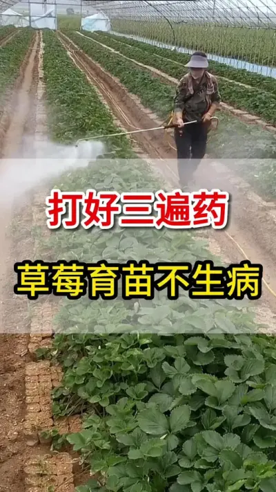 打好这三遍药，草莓育苗不得病#打药 #育苗