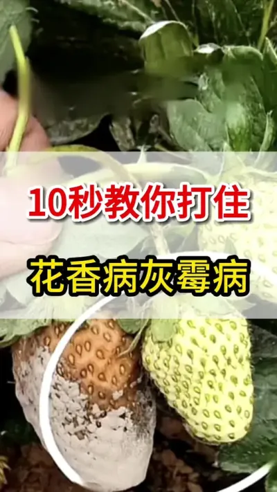 草莓灰霉病，教你一招就搞定#灰霉病