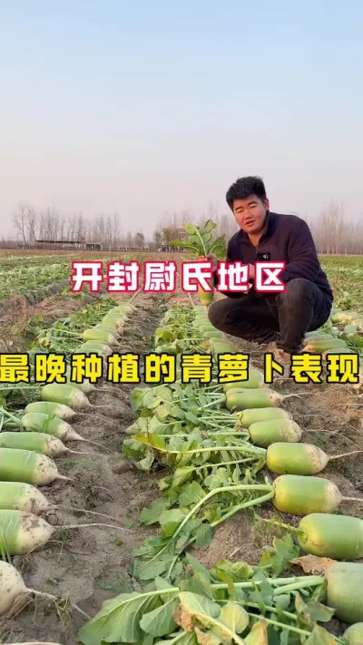 #青萝卜 #青萝卜，开封地区9月下旬种植，看一下表现