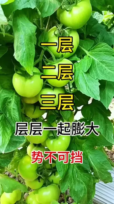 果实膨大秘籍，瓜果蔬菜通用，无激素残留#膨大果实 #果实膨大秘方 #三农种植