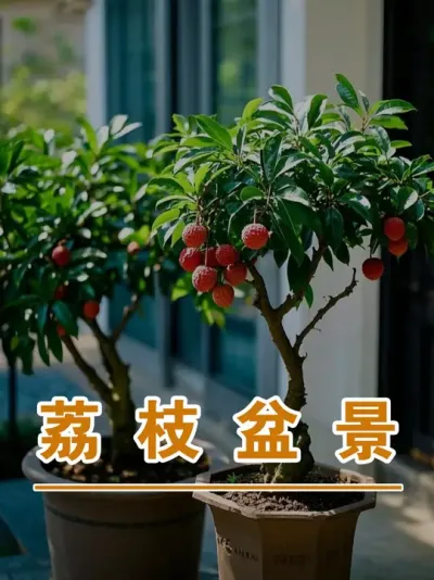 帮网友找种在别墅的荔枝盆景树#广西灵山荔枝果苗#农业创业#抖音新农人计划2025#吕老师种果苗