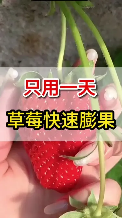 草莓用上它，快速膨大上色#草莓#膨果
