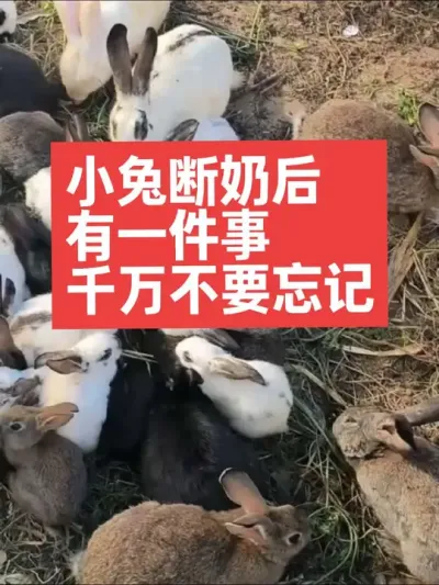 小兔断奶后，有一件事，千万不要忘记 #兔子#养殖#三农#养兔子#养兔人