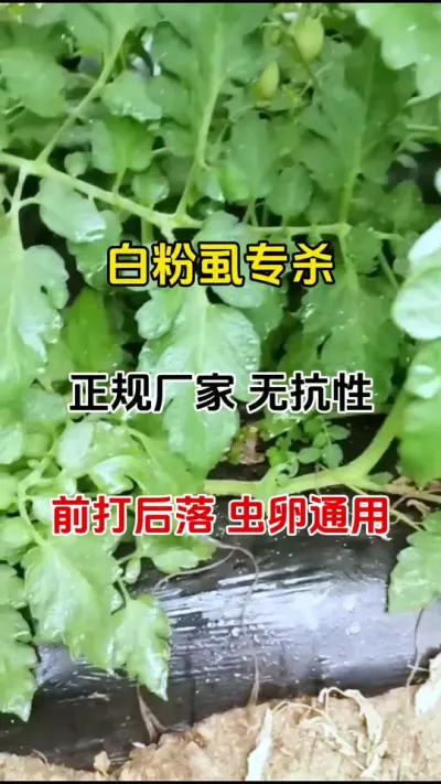 白粉虱防治不住，那是您配方没选对#灭虫小妙招 #病虫害防治 #蚜虫防治