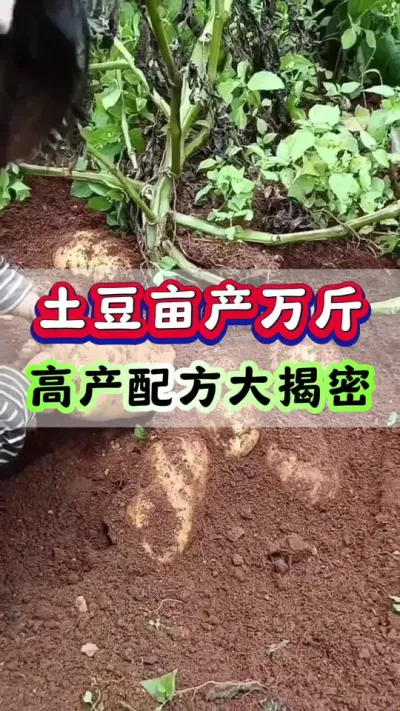 土豆亩产万斤，高产配方大揭密#土豆种植 #马铃薯 #土豆高产种植 #洋芋 #种土豆