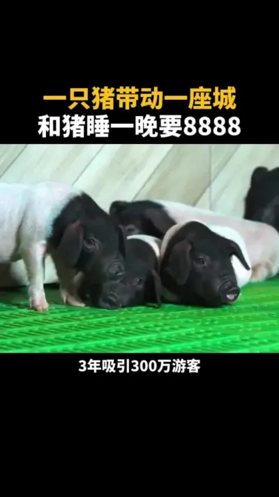 一只猪带动一座城，和猪睡一晚要8888&hellip;&hellip; #乡村振兴 #农场 #乡村产业 #三农 #三产融合