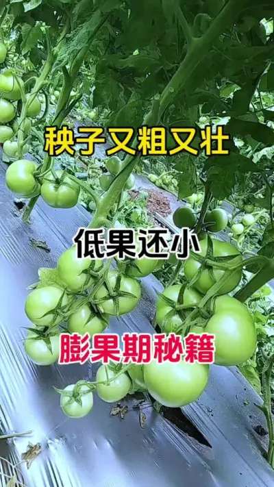 秧子又粗又壮，底果还小，上果膨果迟缓，一招搞定#膨果增甜 #西红柿种植 #种植小技巧