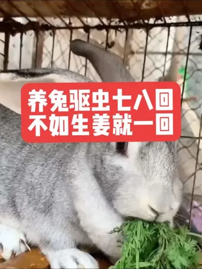 养兔驱虫七八回，不如生姜就一回 #三农#养殖#兔子#养兔人#养兔子