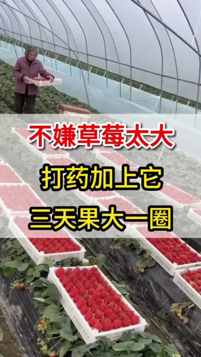 草莓膨果用上它，花多果多产量高#膨大