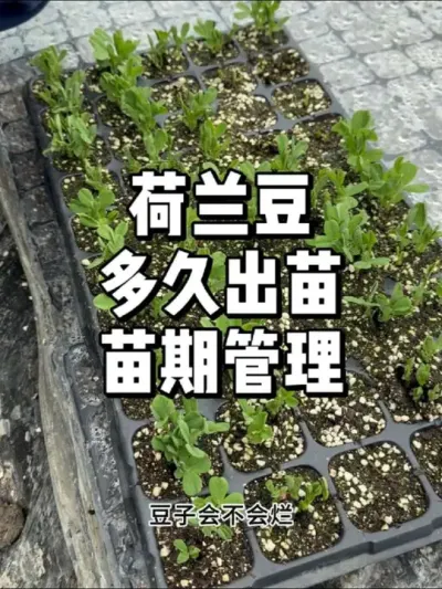 荷兰豆播种后多久出苗，小苗怎么管理 #农业种植 #种菜 #种植 #三农