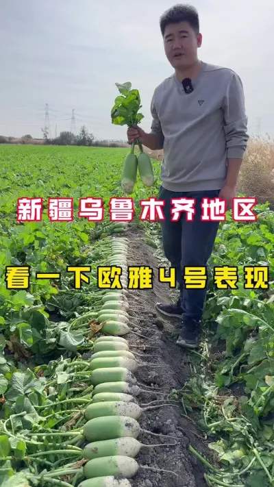 #青萝卜，萝卜种子，#蔬菜种子 #2024新农人计划 #分享农业知识帮农民增产增收