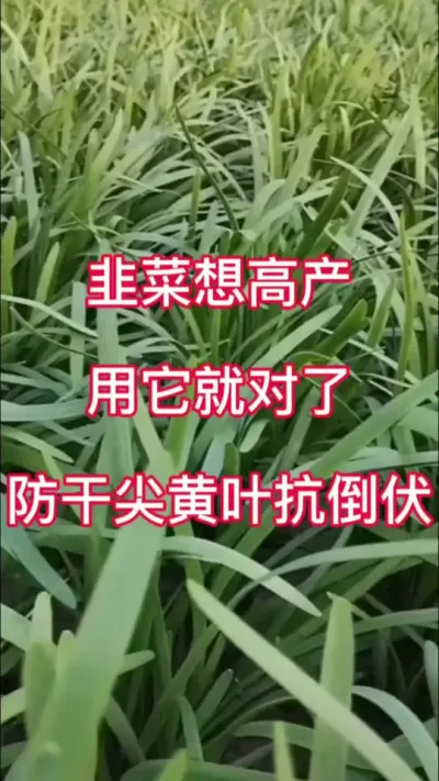 韭菜想高产 用它就对了 防干尖黄叶 抗倒伏 #韭菜种植技术 #韭菜种植与管理 #韭菜种植 #韭菜高产 #韭菜变粗的秘诀