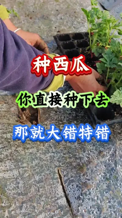 西瓜种植 种西瓜你直接种下去哪就大错特错#西瓜种植#西瓜管理#西瓜生根#生根缓苗#农业种植