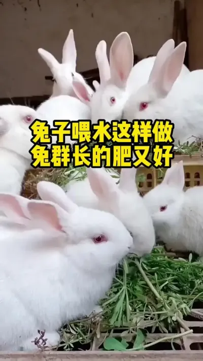 兔子喂水这样做，兔群长的肥又好#养兔#养殖#三农